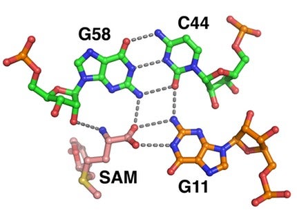 Recognition of the methionine moiety by elements of P3 and J1/2 (G11).