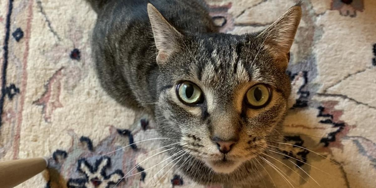 A picture of a grey tabby looking up