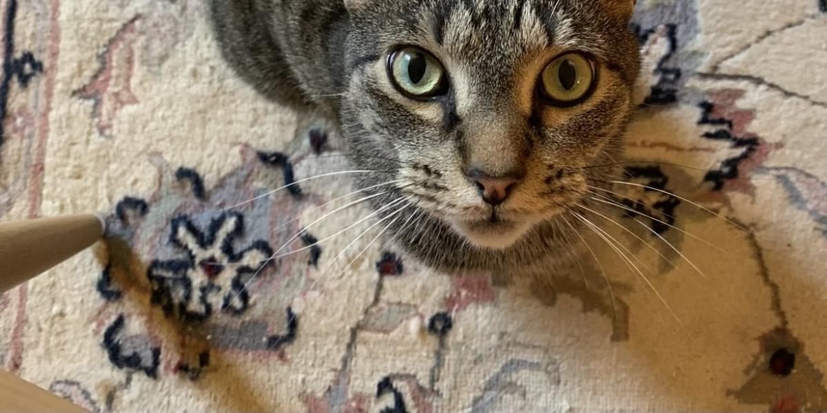 A picture of a grey tabby looking up
