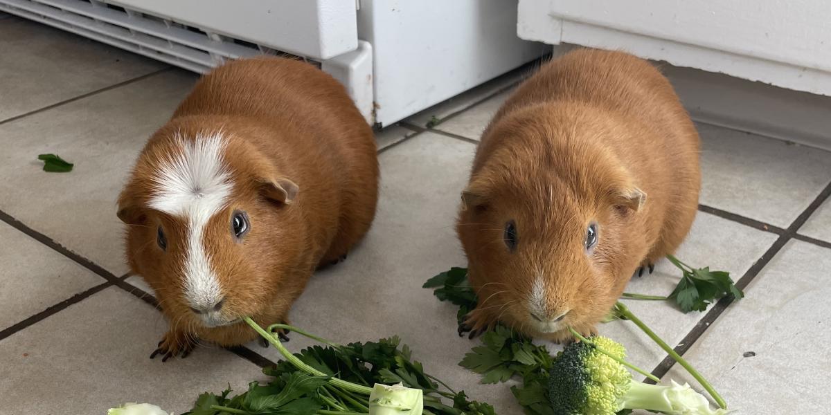 Two guinea pigs munching on broccoli and cilantro. One guinea pig is all brown and the other is brown with a white stripe down its face.