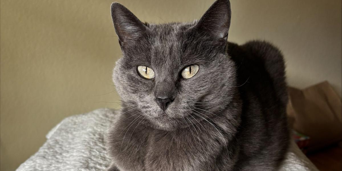 Pepper (a grey cat with green eyers) - sitting regally on a cat tree