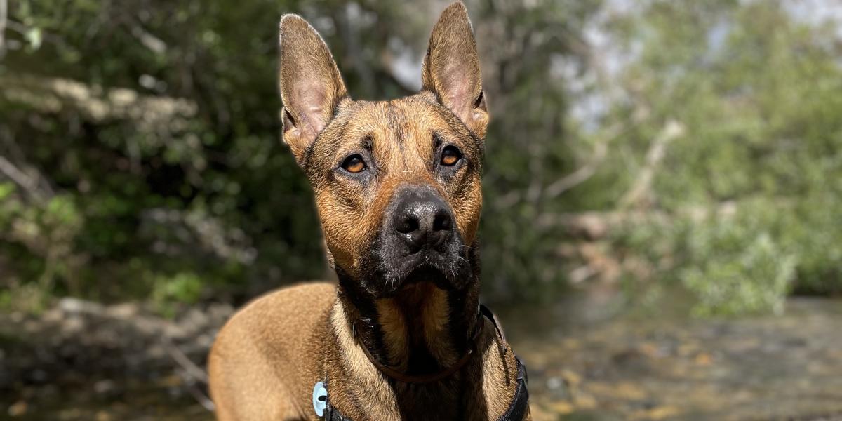 light brown dog with pointy ears at a stream looking at the camera