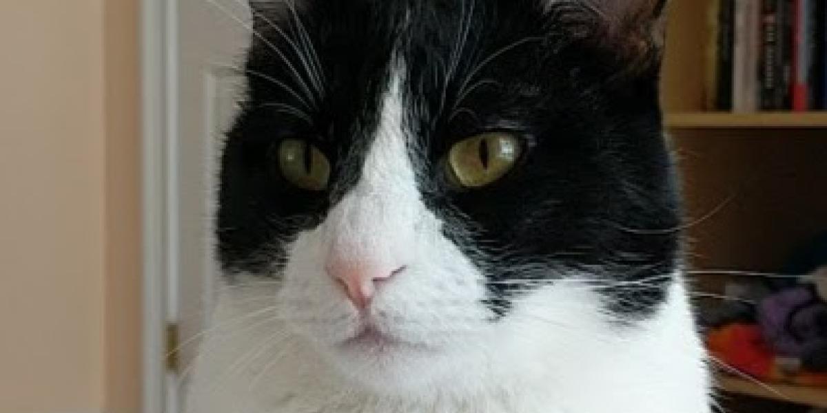 Image of Jax the Cat