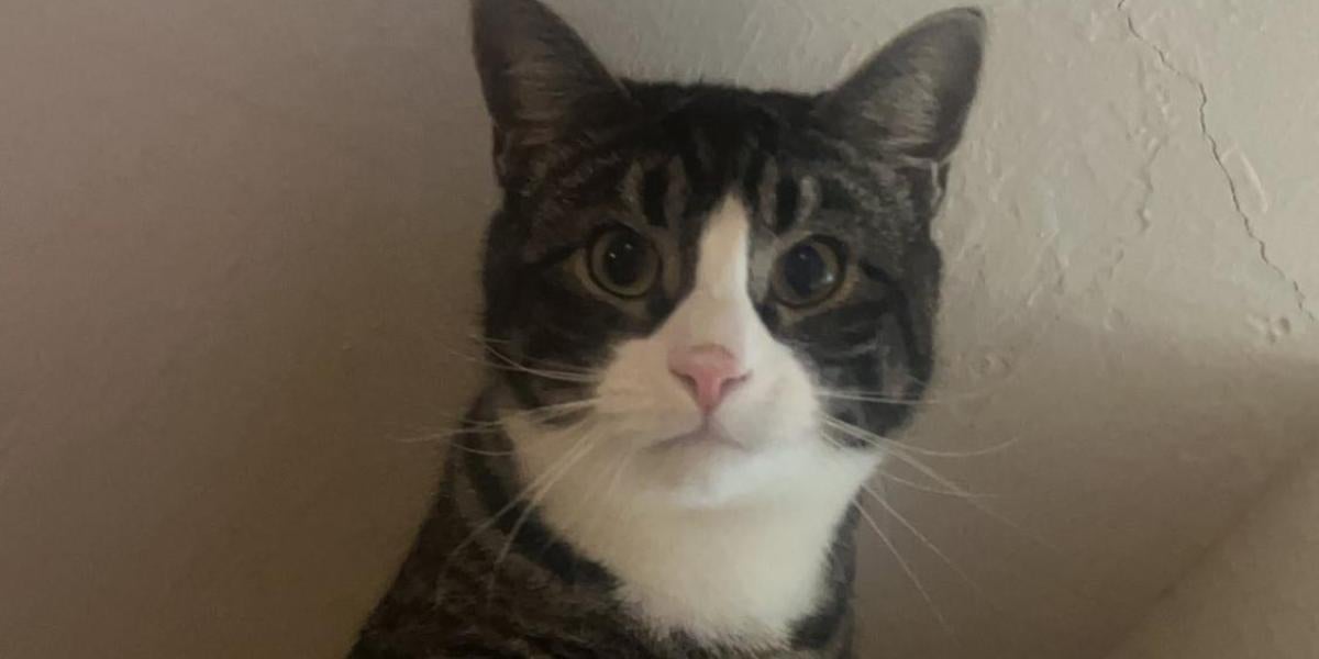 Picture of a tabby cat, Koa sitting on top of a bookshelf