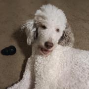 Photo of a white poodle, Oats laying down