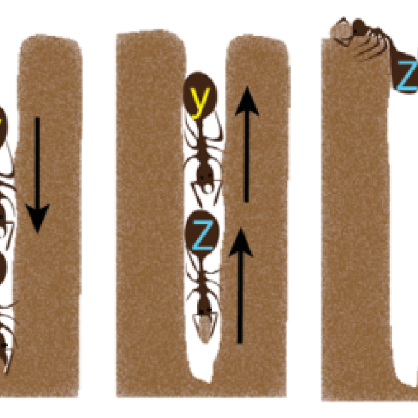 Ants image