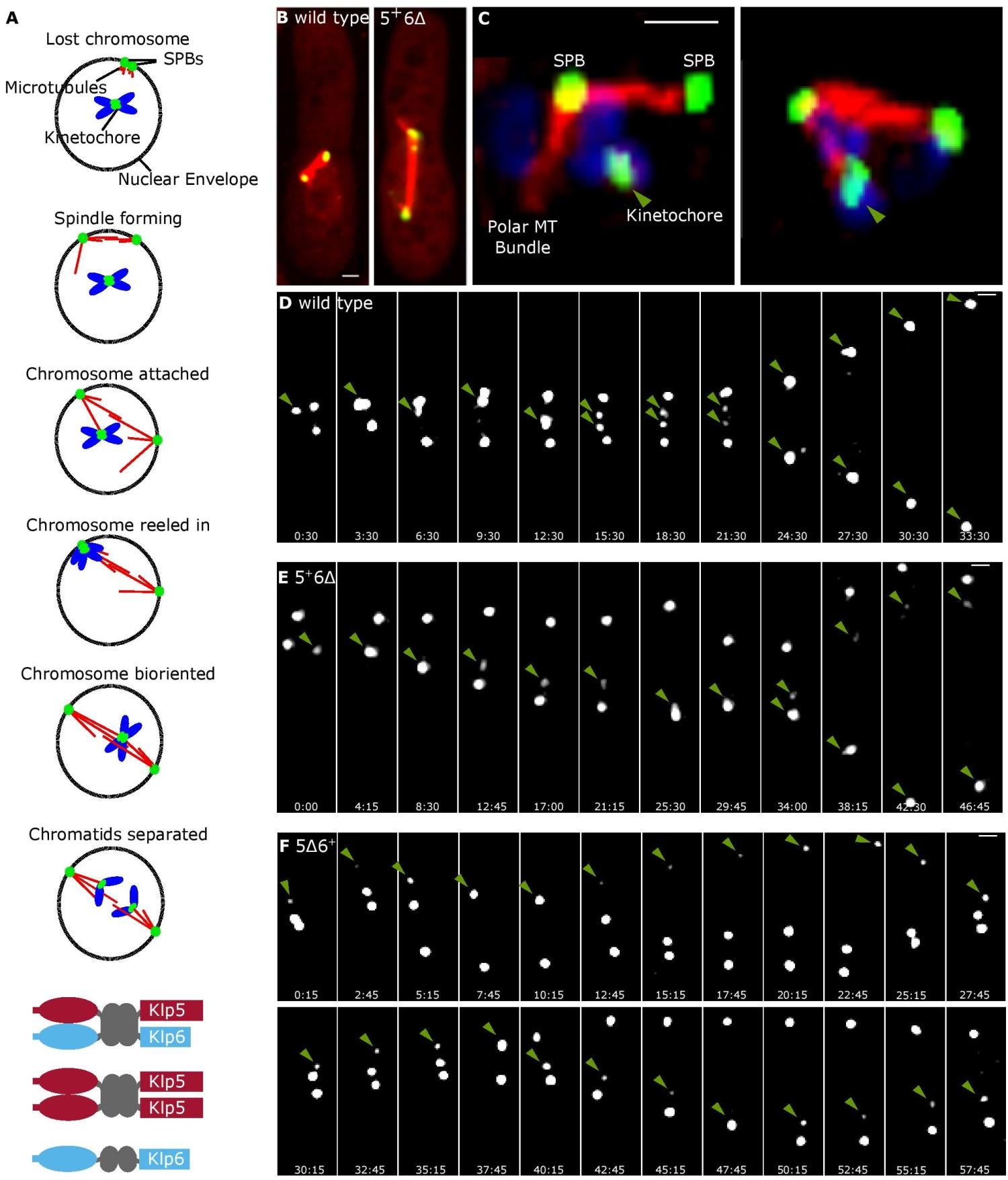 Cells and model picture