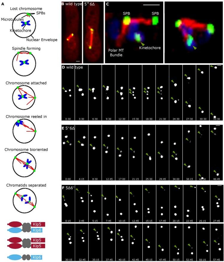 Cell and model images