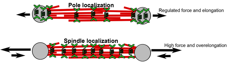Schematic of model