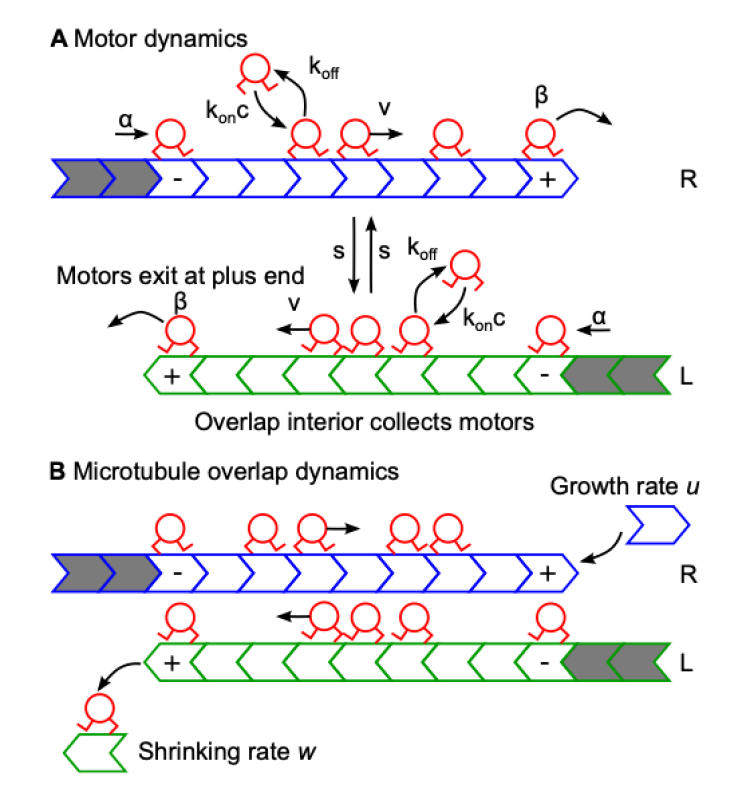 Main image from Kuan 2019 BioRxiv posting