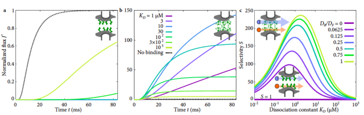Graphs of flux and selectivity of particles traversing nuclear pore complex. From Maguire et al. 2019