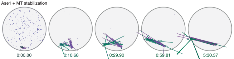 Simulation snapshots