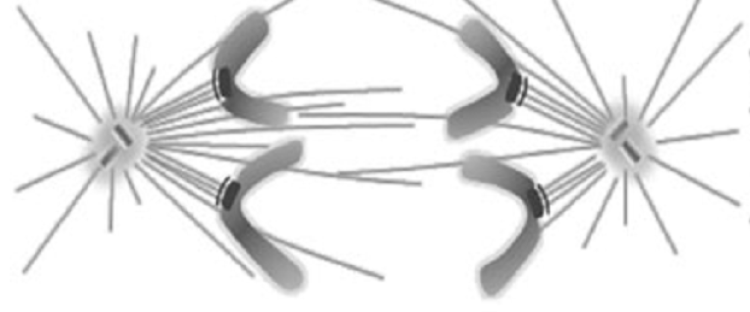 spindle cartoon