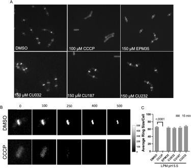 Images of cells