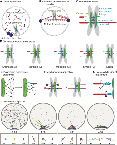 Overview figure for Edelmaier et al. 2019 Chromosome paper