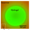 Thumbnail image from Maguire 2019 BPJ submission