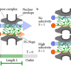 Thumbnail of the nuclear pore complex from Maguire et al. 2019