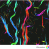 Thumbnail image from Moore et al. 2020
