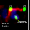 Cell images