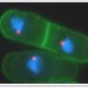 Rocky Mountain Yeast Meeting thumbnail