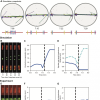 Thumbnail figure for Edelmaier et al. 2019 Chromosome paper
