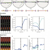 Chromosome segregation in the model and comparison to experiments
