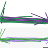 Spindle images