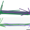Spindle images.