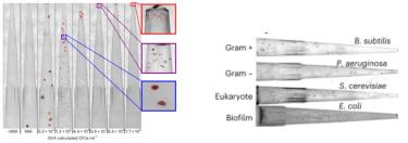 Exsample of GVA in pipette tips