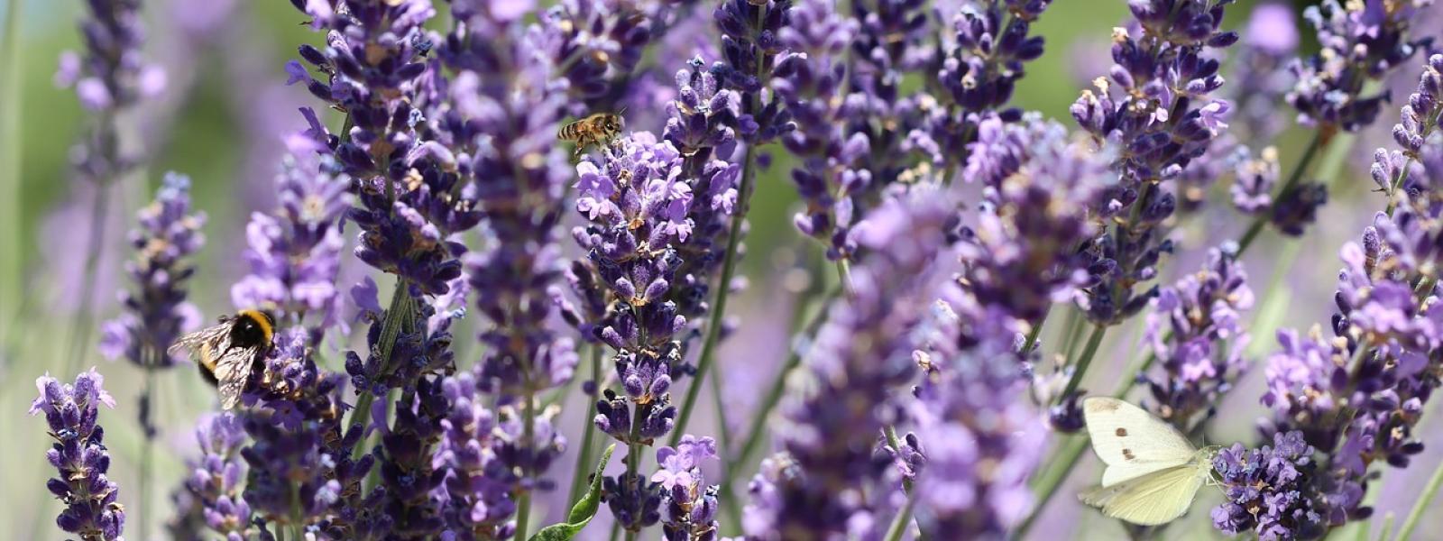 Lavender with bees. Image by Annette Meyer, Pixabay