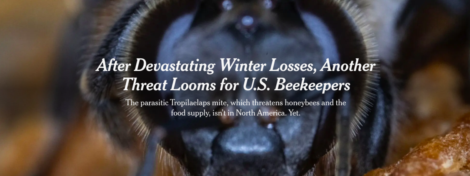 New York Times Article: After Devastating Winter Losses, Another Threat Looms for U.S. Beekeepers