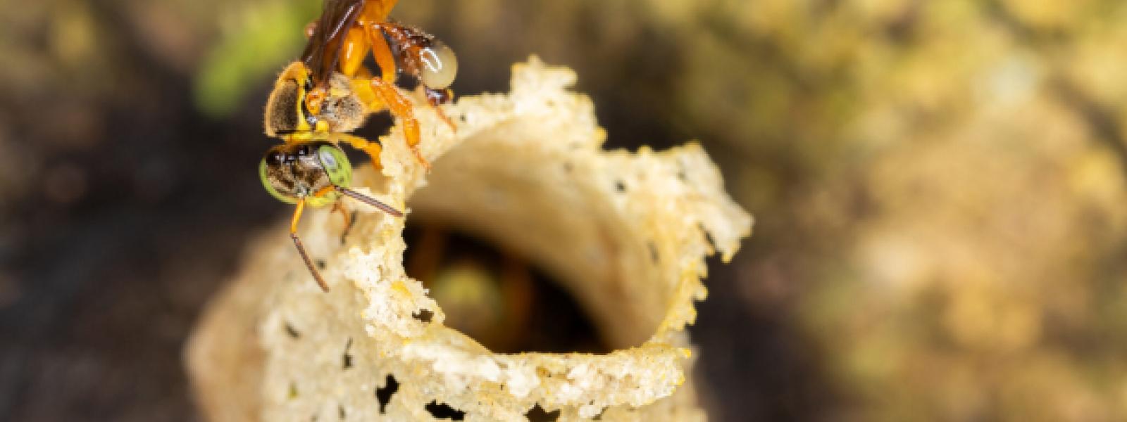 A Tetragonisca angustula worker at the entrance of a wild stingless bee nest in Peru. (Photo: Kathryn Naherny)