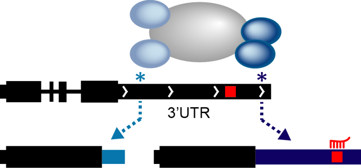 APA mechanism illustrated.