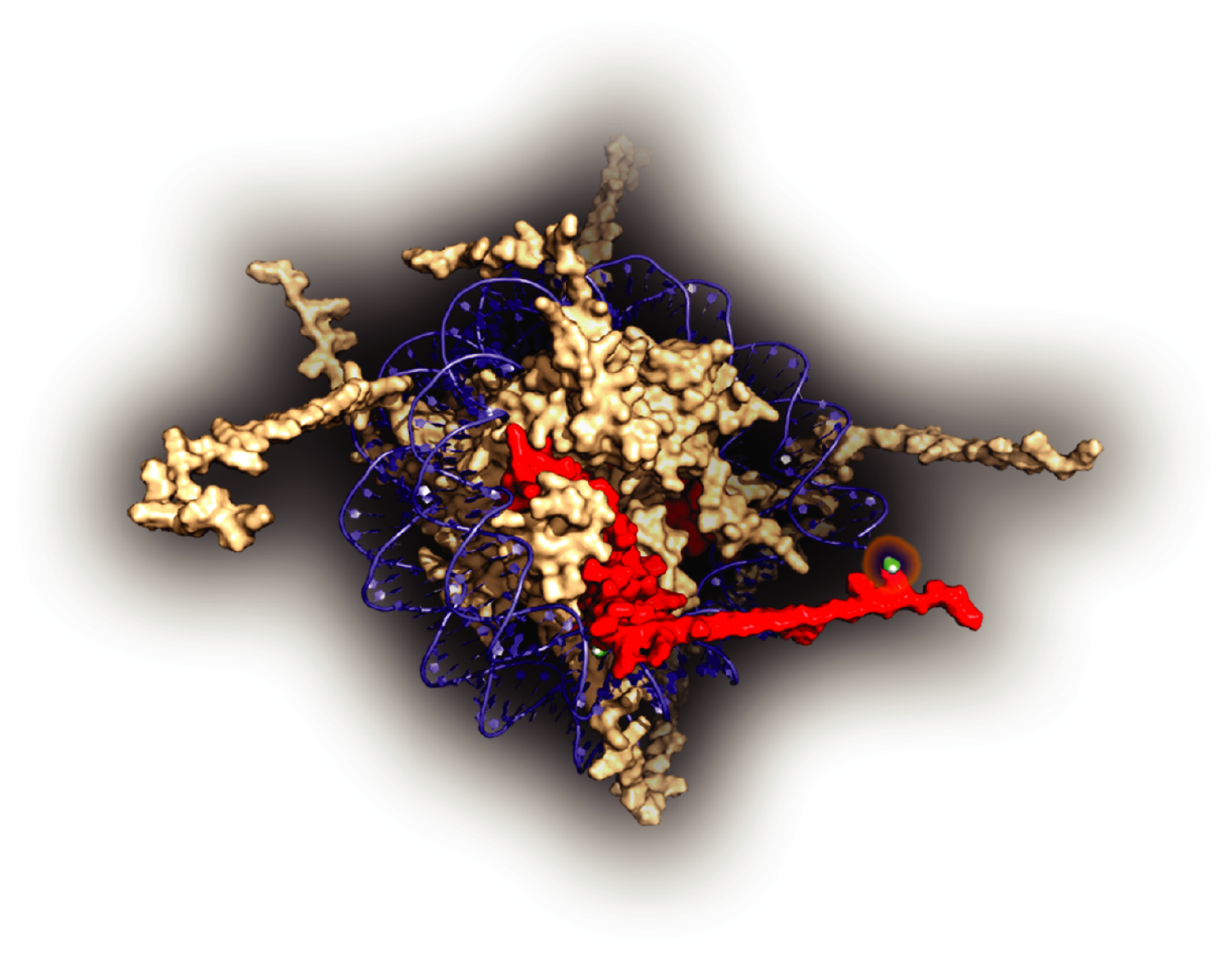 Histone molecule.