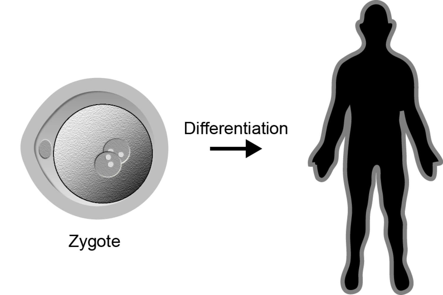 Zygote differentation to complete human.