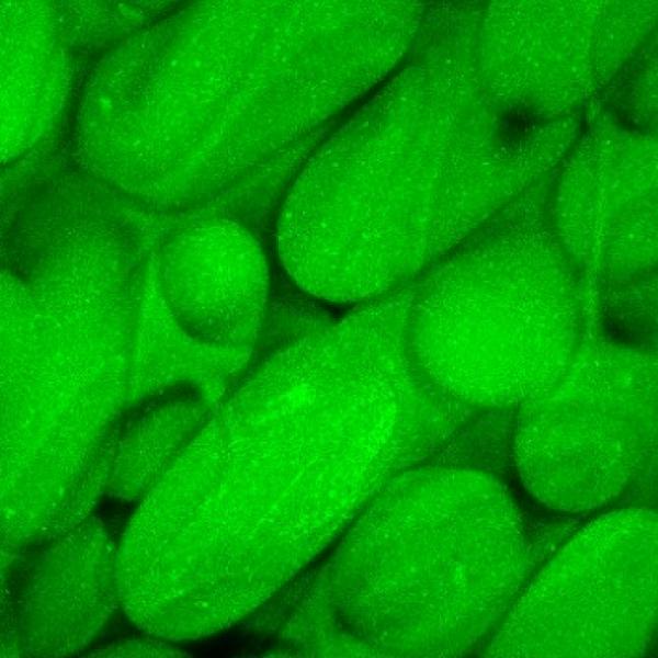 Granular