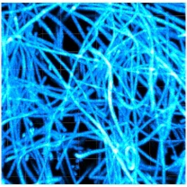 Mechanobiology