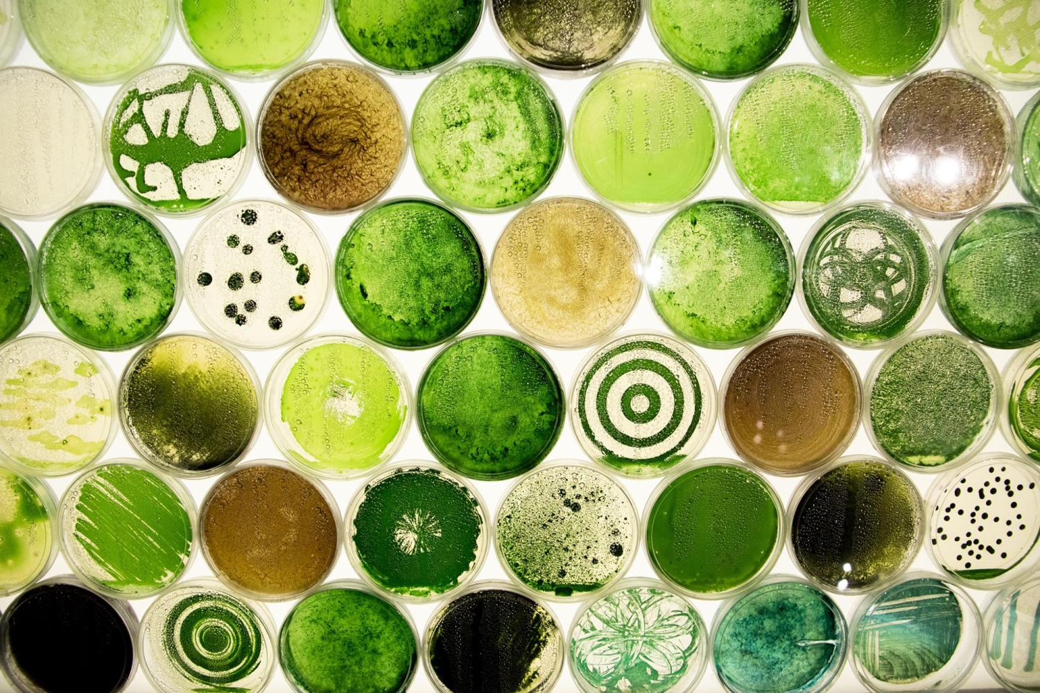 Image of agar plates with cyanobacteria