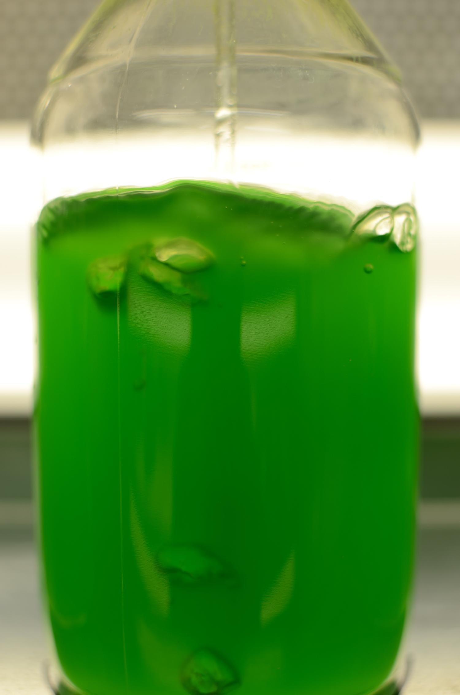 Cyanobacteria culture