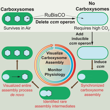Graphical Abstract: Cameron et al. 2013. Cell 155.