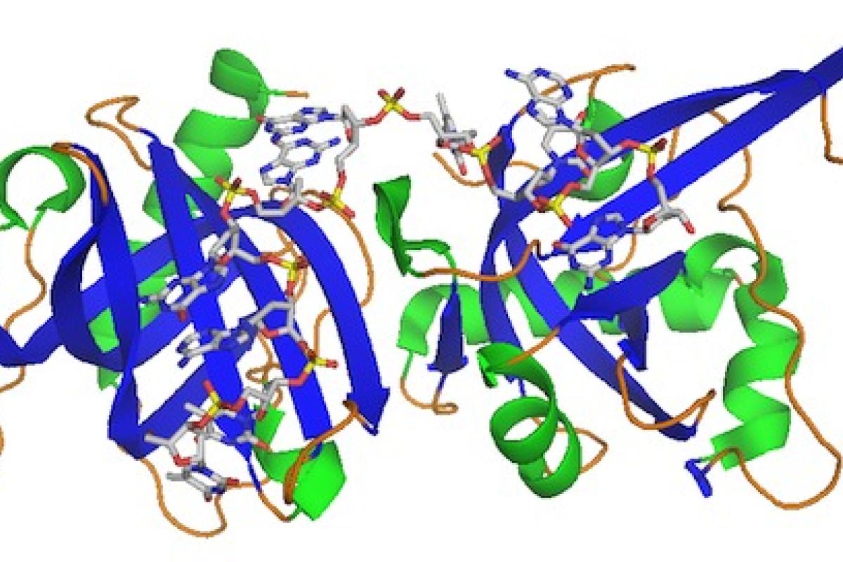 hPOT1-ssDNA Complex