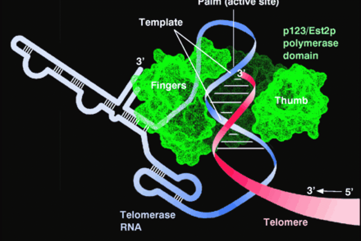 Model of Telomerase