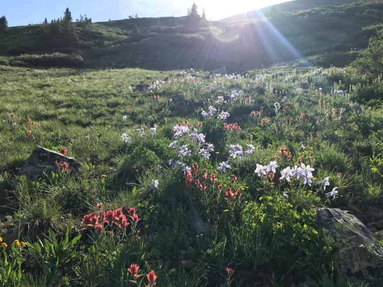Flowers 2019