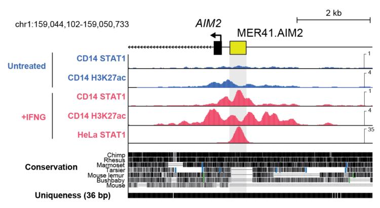 AIM2 retroviral promoter