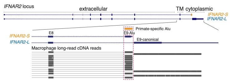 ifnar2 splicing