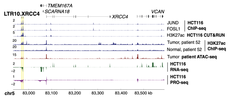XRCC4