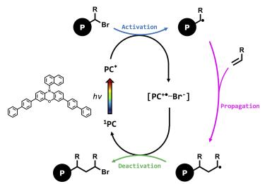 Catalytic cycle for Phenoxazine driven ATRP