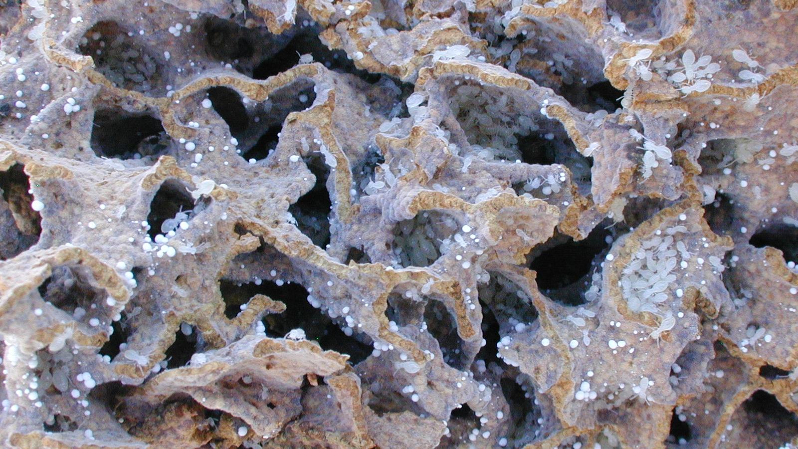 termites