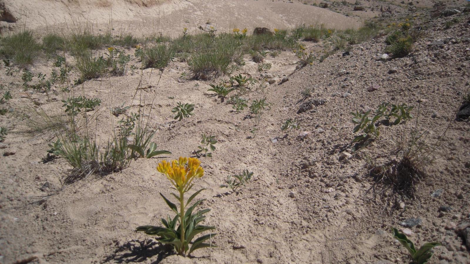 desert flower