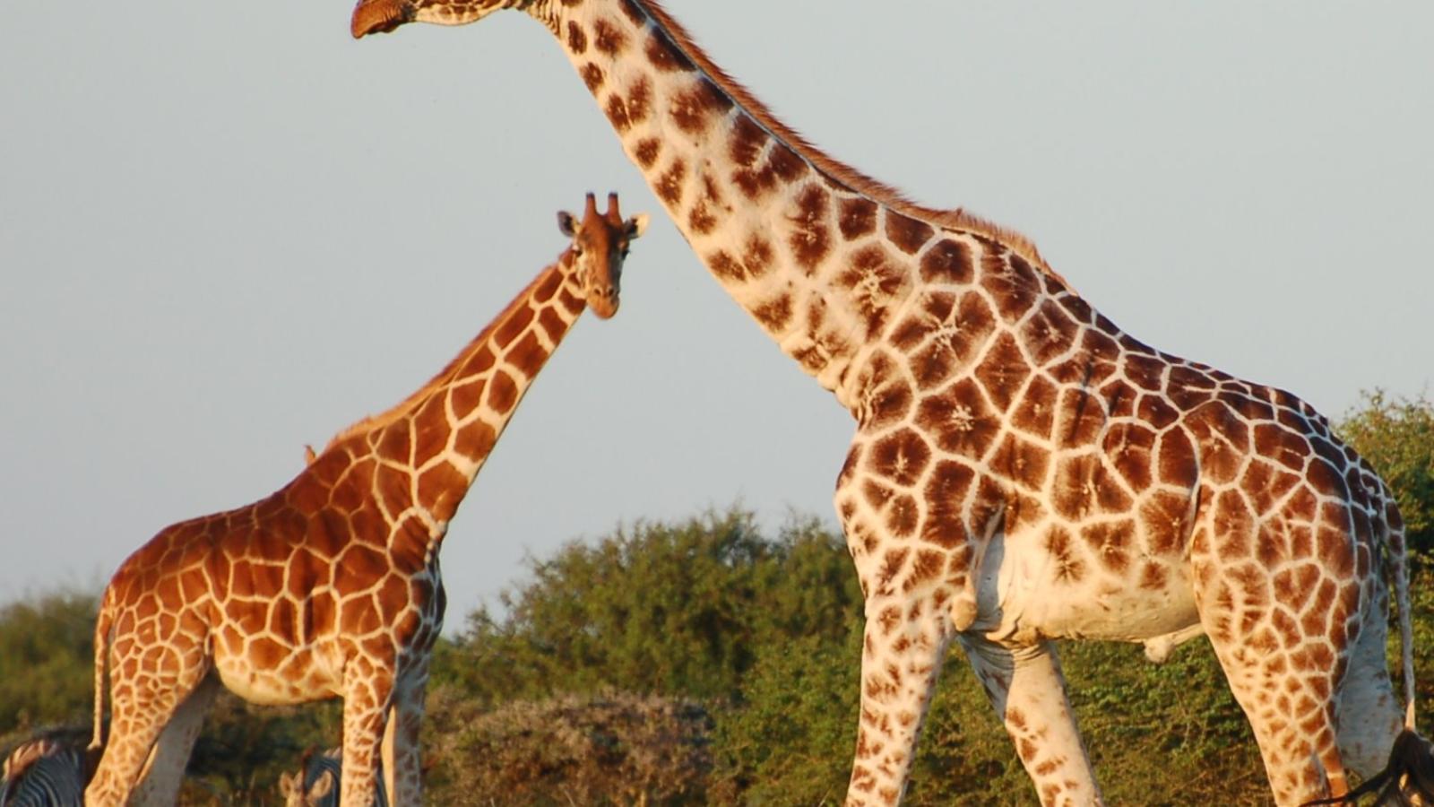 giraffes